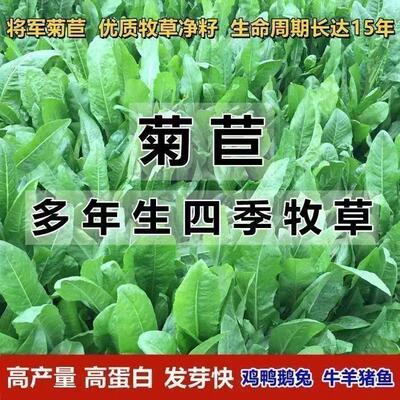 菊苣种籽大叶多年生喂猪