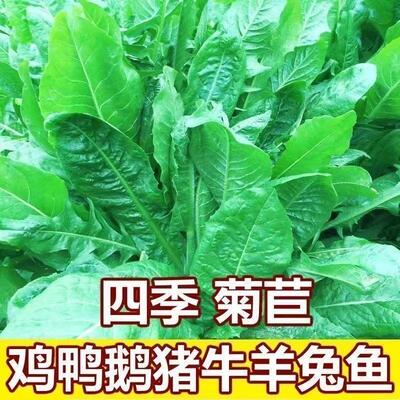 大叶菊苣草种籽养殖四季