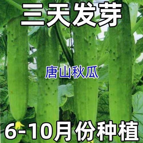 唐山秋瓜种老式青瓜绿心黄瓜生吃脆甜老黄瓜新鲜蔬果农家蔬菜