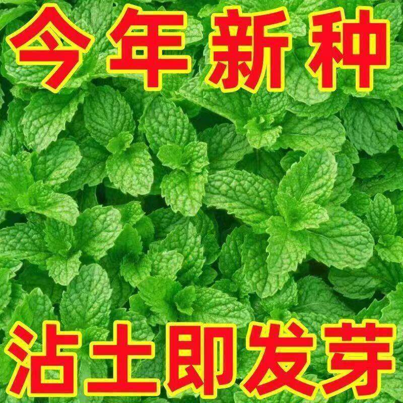 食用薄荷种子柠檬薄荷种子驱蚊花草植物种子四季阳台薄荷盆栽可食