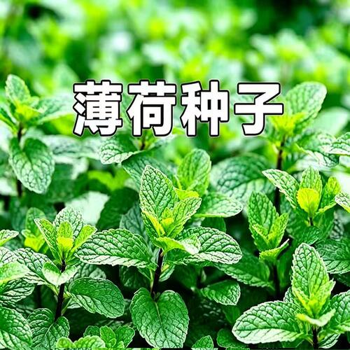薄荷种子檬薄荷驱蚊虫四季室内外庭院阳台盆栽薄荷种子