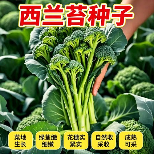 【今年新种】美味西兰苔种子营养西兰花菜种子高产抽苔花菜苔