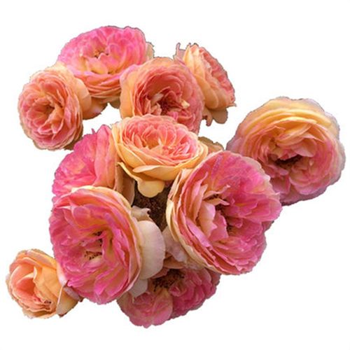 罗曼尼詹森月季扦插花苗变色玫瑰地栽庭院爬藤新手好养多季开花