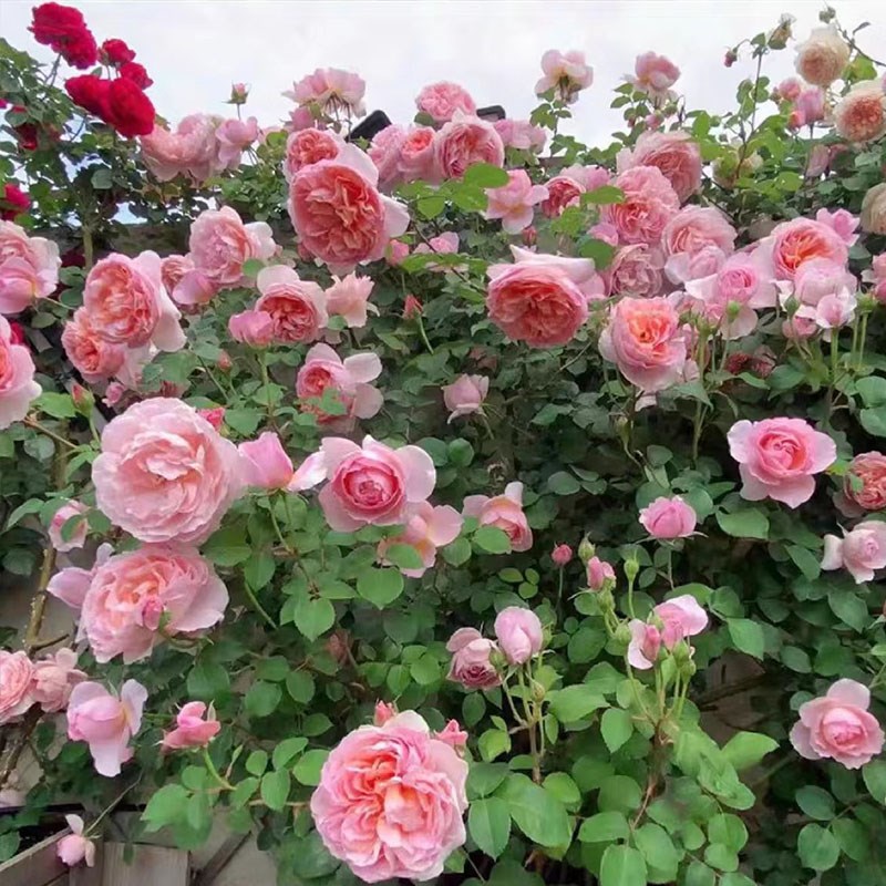 舍农索城堡的女人藤本月季爬藤花蔷薇花浓香阳台玫瑰庭院盆栽植物