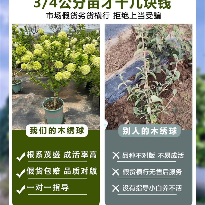 中华木本绣球树苗大花斗球白麻球苗庭院别墅耐寒盆栽风景树绣球花