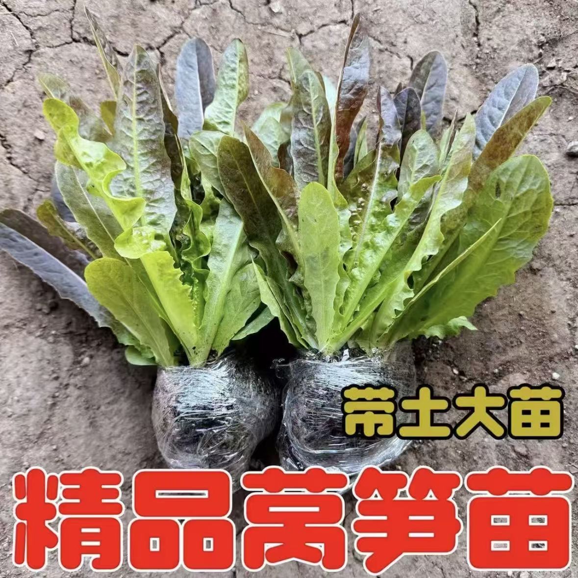 蔬菜苗窝笋苗小苗莴笋秧苗四季莴苣秧苗幼栽苗秋冬季菜苗莴笋苗2