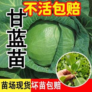 软绿水果甘蓝苗菜苗小包菜薄皮脆甜圆白菜大头包心菜耐寒秧苗