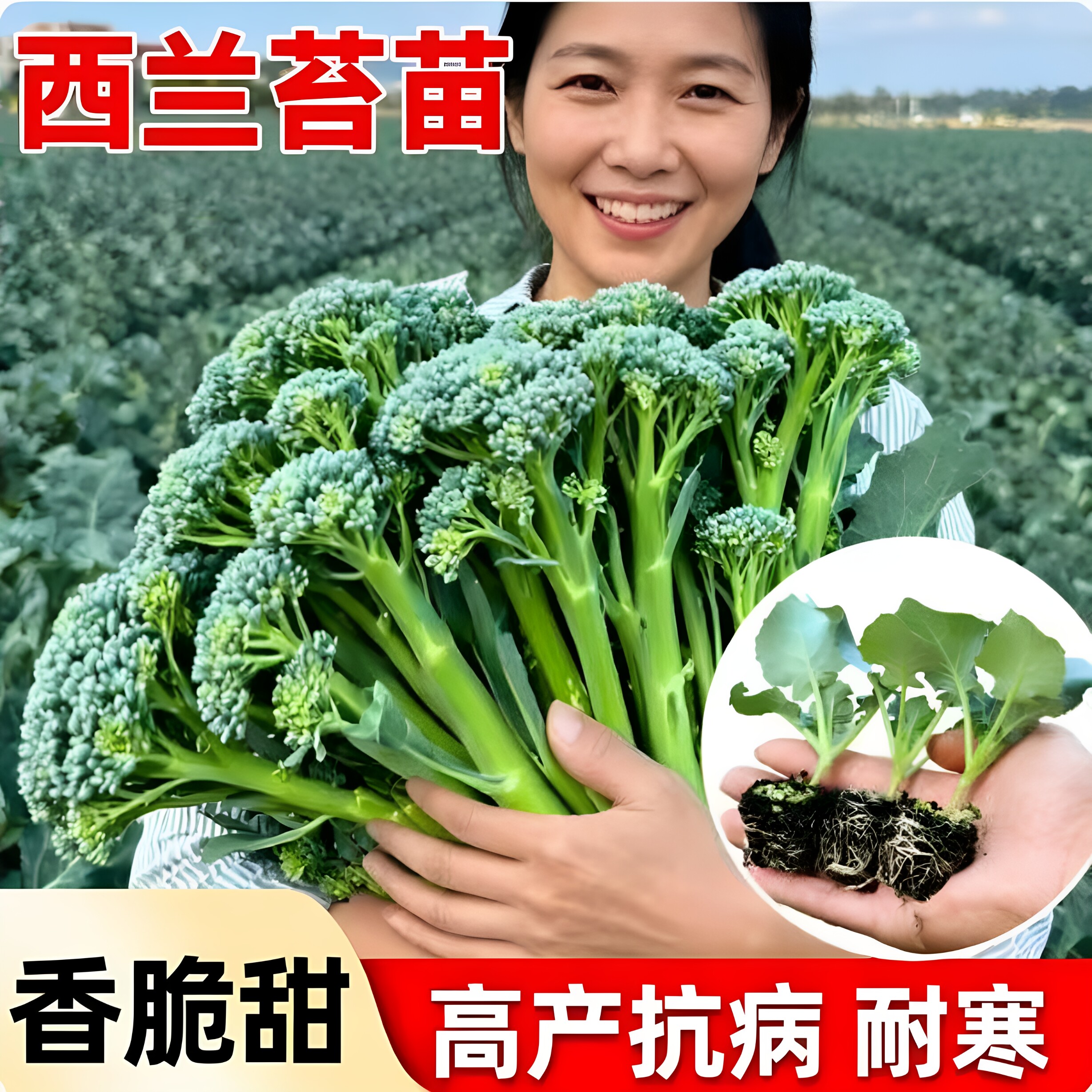西兰苔苗秧苗早熟西蓝花西洋芥兰图片