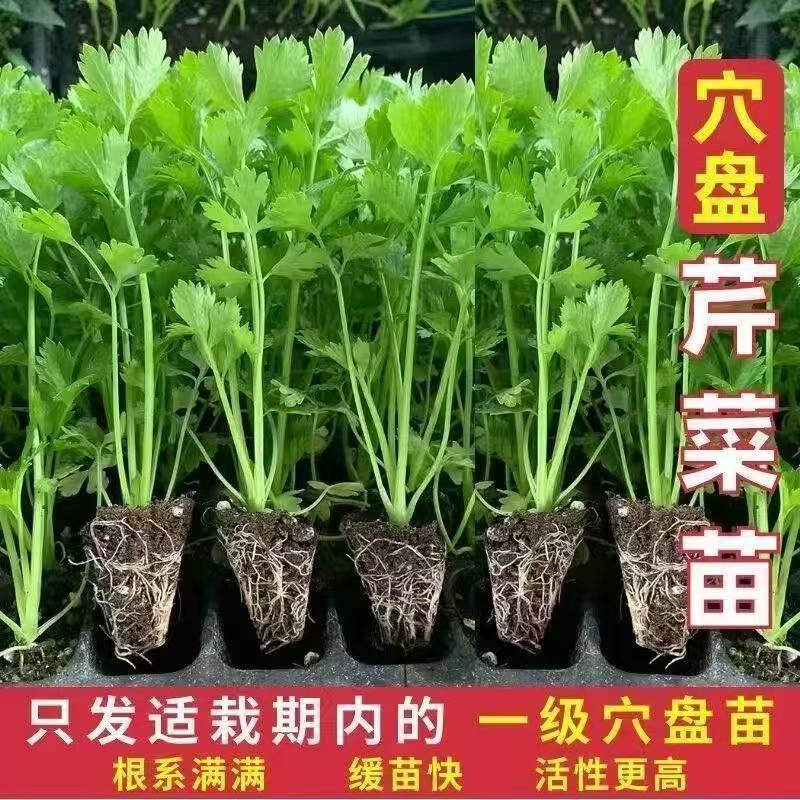 芹菜苗四季小香芹蔬菜苗芹菜秧苗西芹苗芹菜苗耐寒盆栽阳台种植2