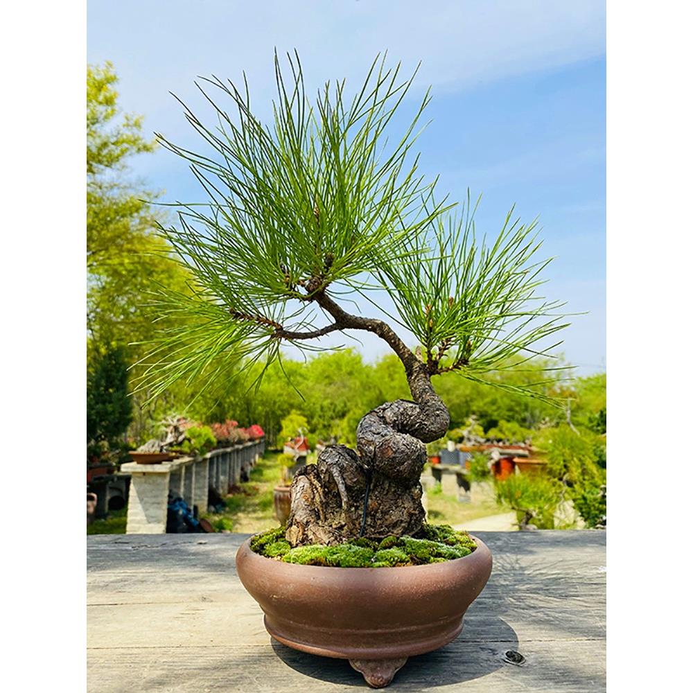 云栖园黄山松盆景矮霸老桩迎客松小微型盆栽小型假山桌面装饰摆件