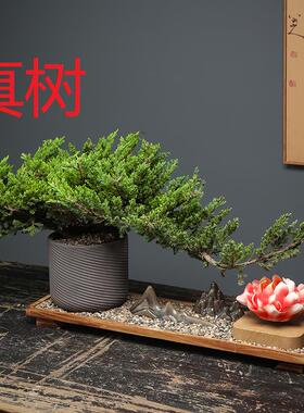 新中式真树迎客松花朵磁悬浮地柏盆景摆件玄关客厅办公室造景装饰