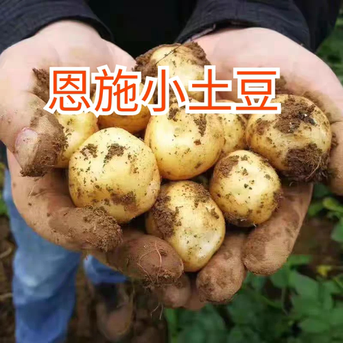 恩施小土豆5斤富硒黄心马尔科高山现挖新鲜洋芋粉糯农家自种包邮