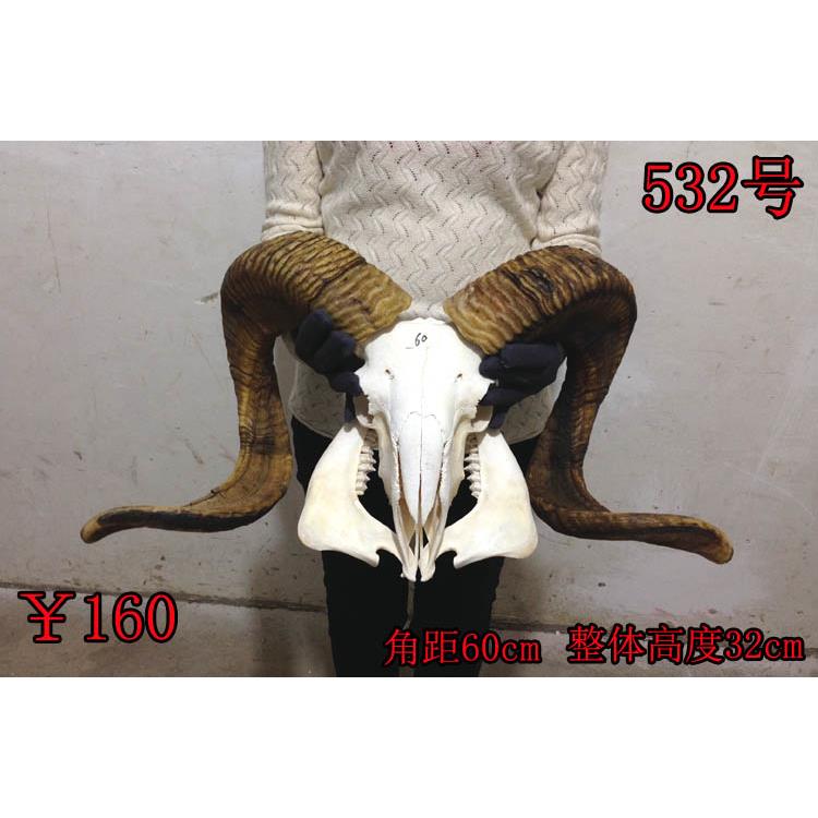 真羊头头骨工艺品标本装饰品 天然牦牛羊头壁挂家居摆件挂件装饰