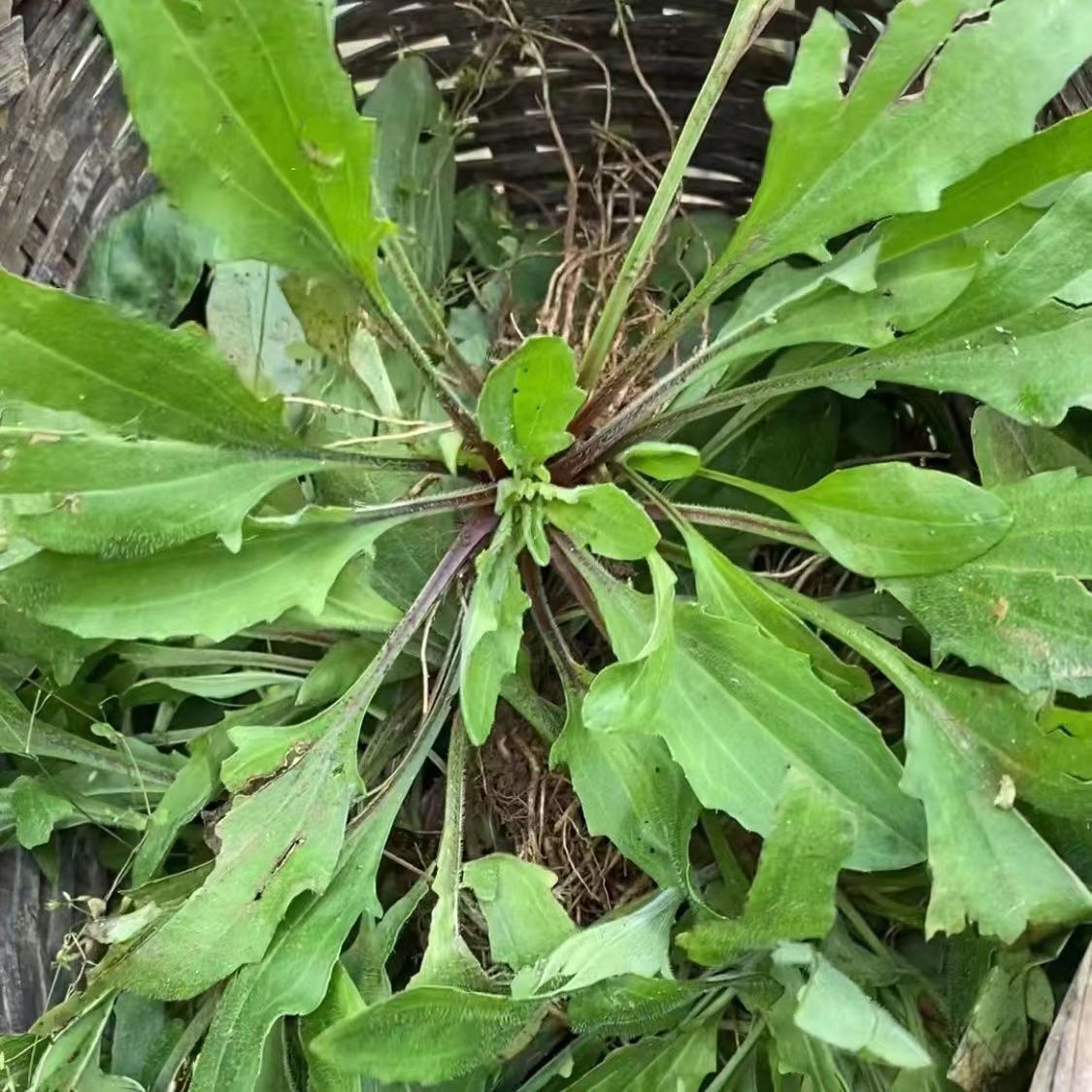 云南干货车前草茶 新鲜整棵晒干车轮菜车前草干货包邮 500克