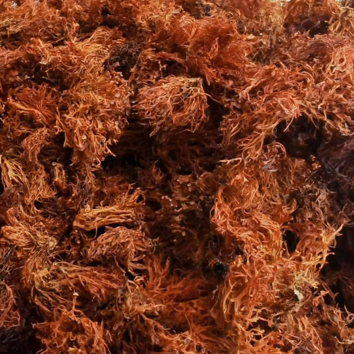 云南楚雄特产野生树花菜树皮树花树胡子凉拌菜山珍干货