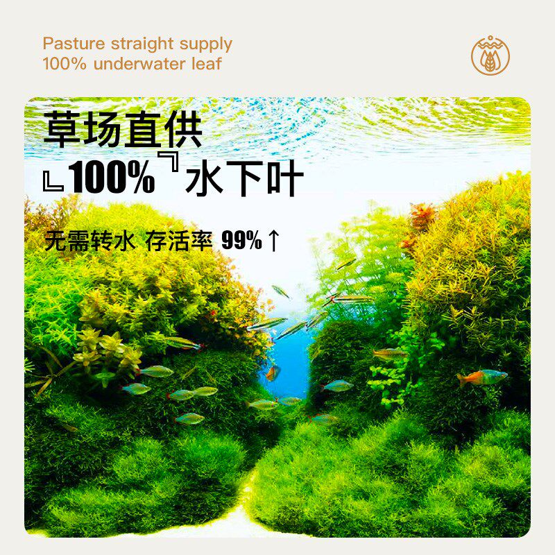 花小鱼鱼缸造景水草植物有茎类合集红丝青叶箦藻夕烧小宝塔紫百叶