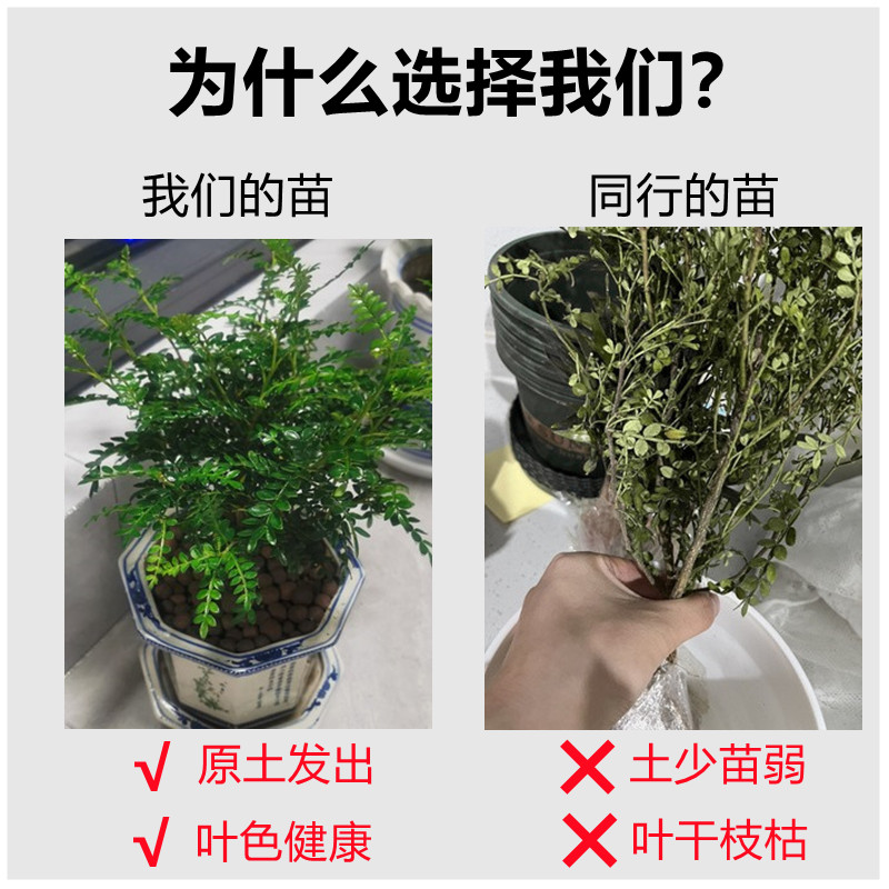 九里香盆栽四季开花驱蚊植物室内花卉树苗七千里老桩水培绿植庭院