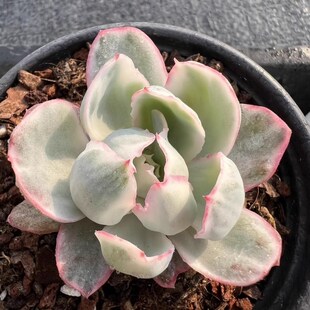 多肉植物伯克利锦稀少高端贵货自然锦颜色独特美观室内阳台桌面花