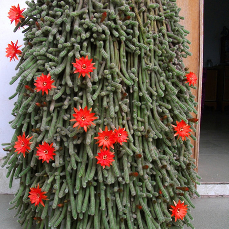 多肉植物仙人球毛毛虫白檀花苗仙人指微型盆栽吊兰花卉