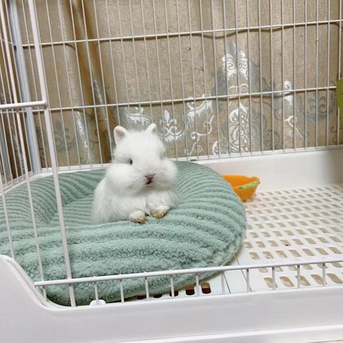 兔子趴趴垫冬季加绒侏儒兔垫子垂耳兔棉窝兔子棉窝兔兔冬天睡窝