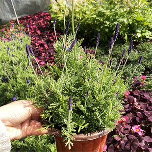 法国薰衣草盆栽花卉  羽叶薰衣草多年生带花发货室内植物阳台