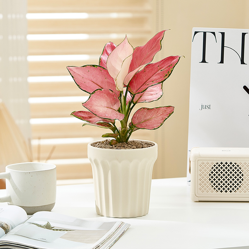 吉利红万年青盆栽办公室桌面绿植室内花卉植物懒人北欧简约摆件