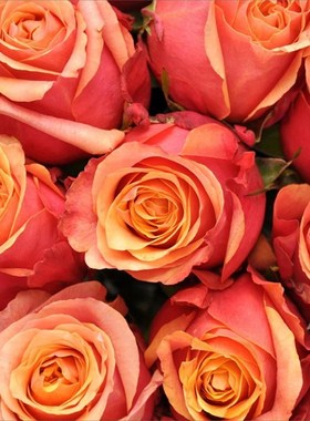 樱桃白兰地月季花苗庭院阳台盆栽橙色大花丰花玫瑰花卉