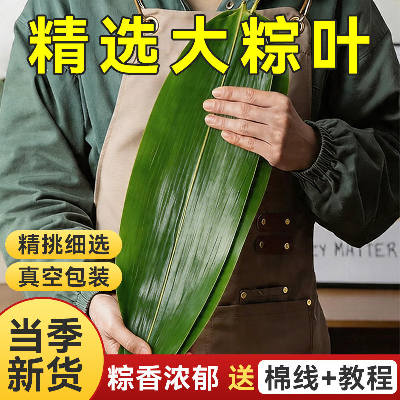 端午新鲜粽子叶特大号包粽子图片