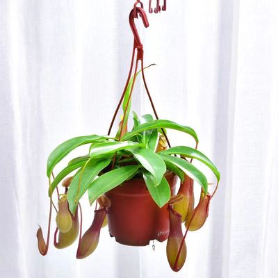 猪笼草盆栽绿植花卉多年生食虫驱蚊植物常年长笼子耐高温阳台室内