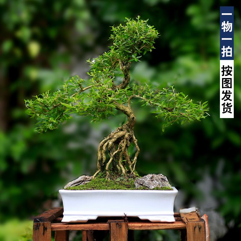 六月雪盆景提根造型老桩植物室内庭院阳台盆栽客厅桌面高档绿植