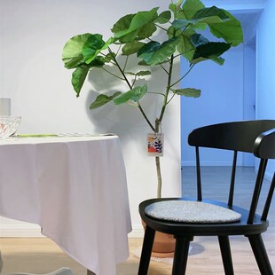 爱心榕大型绿植盆栽 阔叶心叶榕 室内客厅四季常青网红观叶植物