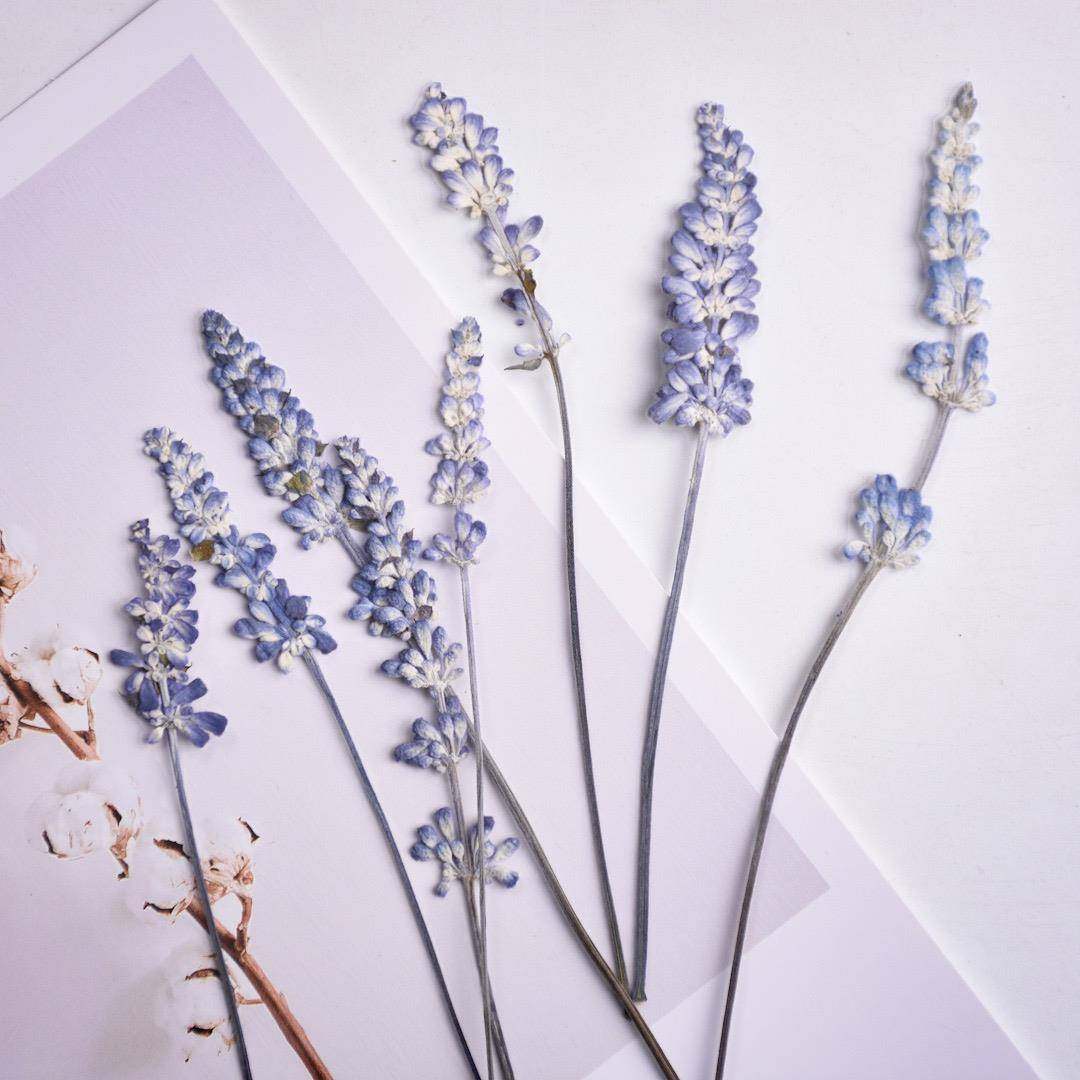 仿薰衣草干花鼠尾草干花相框DIY装饰材料书签少儿手工香薰蜡烛,家居饰品,干花/花瓣/干花包/干树枝,淘宝优惠券,粉丝福利购,淘宝优惠卷