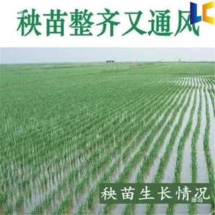 新型水稻插秧机小型农用轻便型家用手扶微型栽秧机插秧苗工具