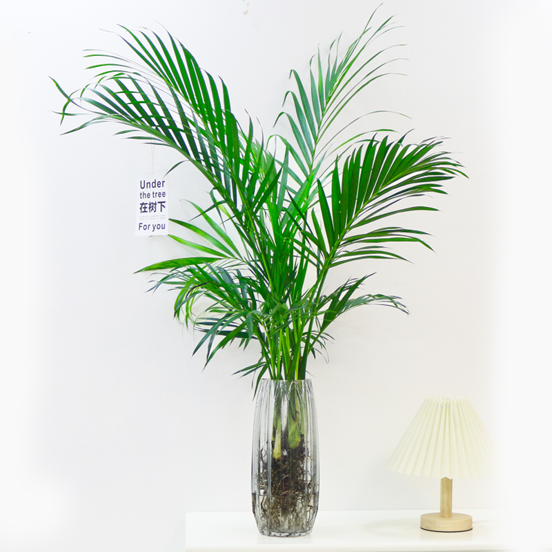富贵竹水培植物散尾葵绿植室内大盆栽大型客厅花卉凤尾竹富贵椰子