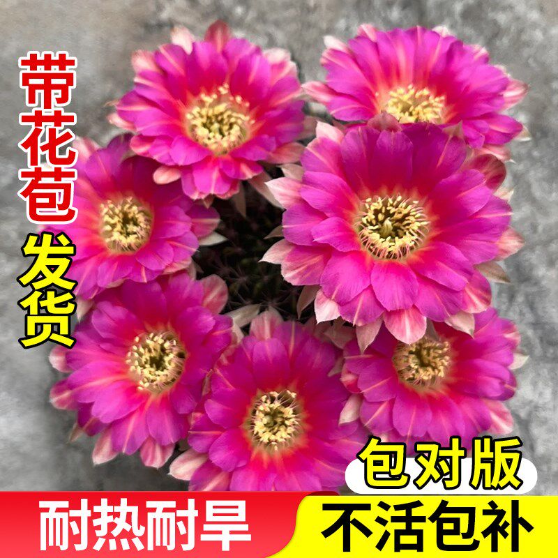 红花青王开花仙人球带花苞仙人掌科多肉植物好养活室内绿植小盆栽