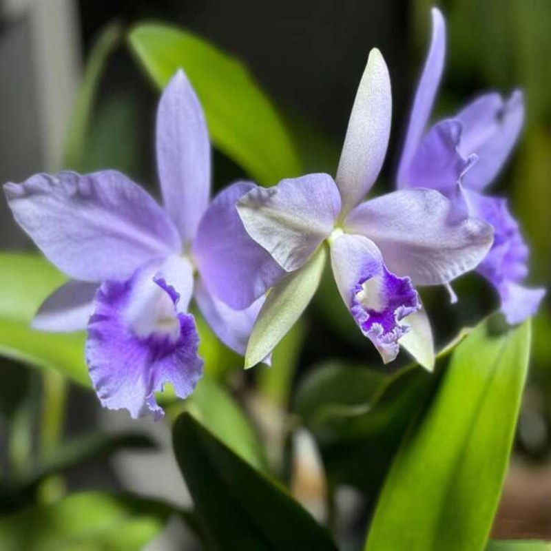 卡特兰蓝手套原盆连体今年开花苗室内办公室客厅阳台花卉绿植洋兰