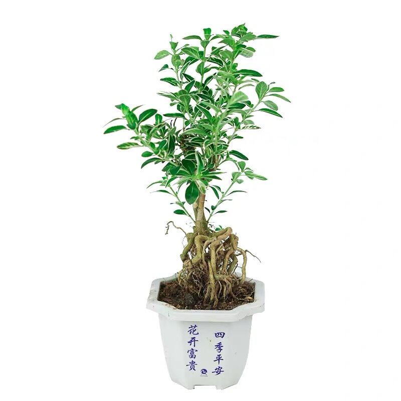 开花小盆栽树桩造型金边提根六月雪盆景悬崖微型办公桌面室内香白