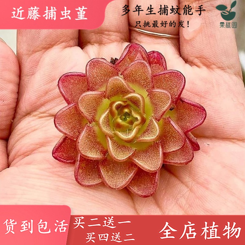 近藤捕虫堇【食虫草吃虫草造景水陆雨林缸粘住抓小飞虫食虫植物】