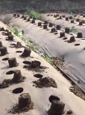 栽孔器种植种农移用瓜穴育苗杯打洞器取土打器FDZ双杆栽苗器不锈