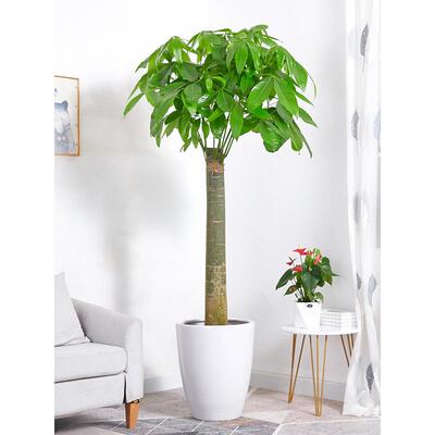 单发财树大盆栽 杆大WZO树桩办公室家居招财物植乔迁送礼绿除甲醛