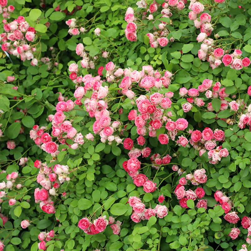 海蒂的花园  胭脂扣丰花月季爬藤花墙花架栅栏拱门抗病花卉盆栽苗