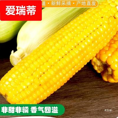 新鲜老式笨玉米苞米棒子5斤非甜非糯现采摘带皮生老玉米农家自种