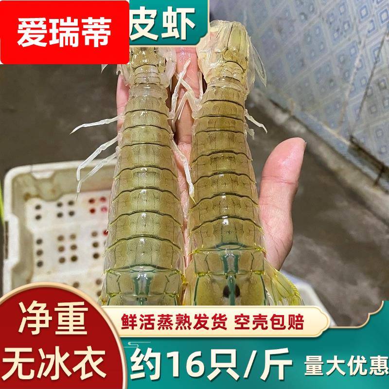 北海皮皮虾鲜活包邮海鲜水产海虾琵琶虾虾爬子新鲜濑尿虾蒸熟发货
