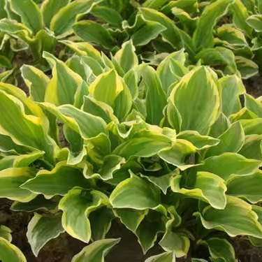 玉簪花苗青叶花叶金边多年生庭院地被植物地栽苗喜阴耐寒观叶绿植