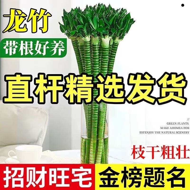 龙竹绿植盆栽室内客厅办公室