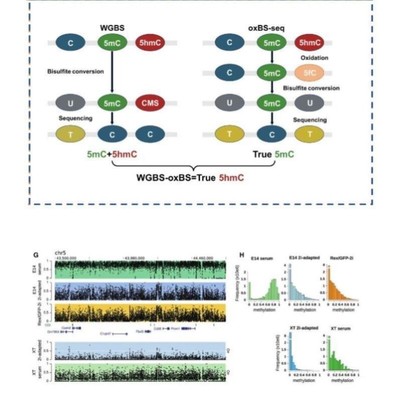 甲基化测序数据分析(WGBS、oxBS-seq、EM-seq、(E5hmc-seq)
