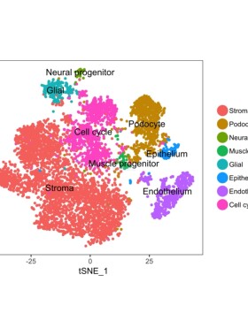 10x单细胞测序数据基础分析cellranger 空间转录组atac流程代跑