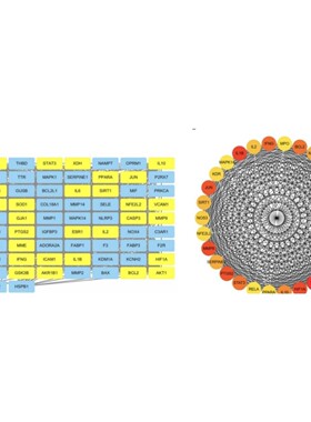 KEGG代谢网络 代谢流分析 约束基于模型FBA 系统代谢 高级