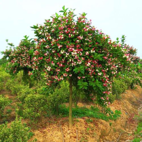 五彩锦带树苗盆栽别墅庭院花树园林风景树绿化垂吊花卉耐寒驱蚊虫
