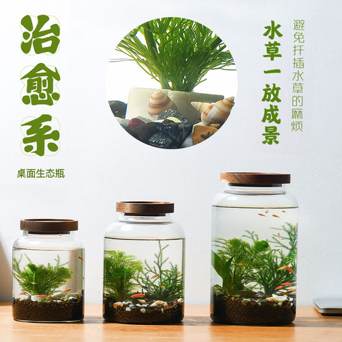 生态瓶水草小鱼缸玻璃办公桌面微景观生日情侣礼物DIY作业免换水